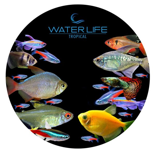 Water Life Tapered Lid Tropical  240g 80 x 80 mm