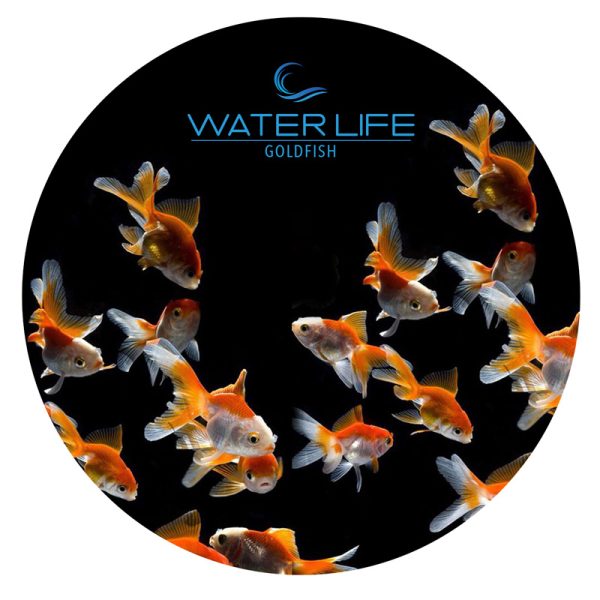 Water Life Tapered Lid Goldfish 240g 80 x 80 mm