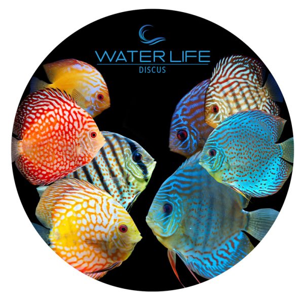 Water Life Tapered Lid Discus 240g 80 x 80 mm