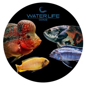 Water Life Tapered Lid Cichlid 240g 80 x 80 mm